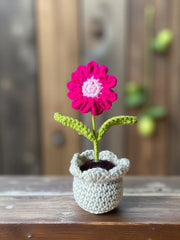 Dark pink daisy