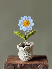 White daisy