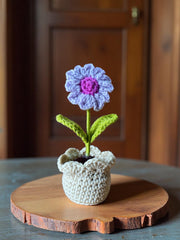 Lavender daisy