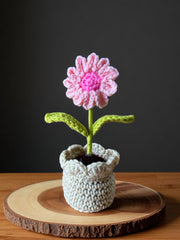 Pink Daisy