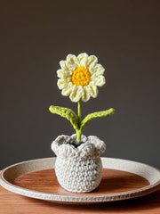 Yellow daisy